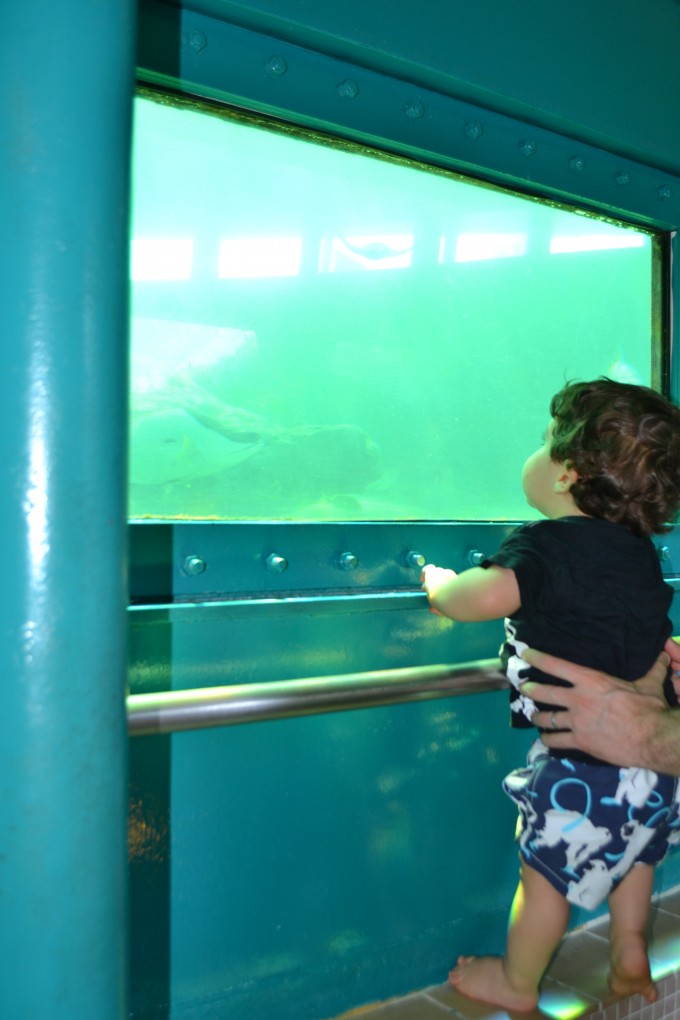 Miami_Seaquarium-Mae_tipo_eu-2