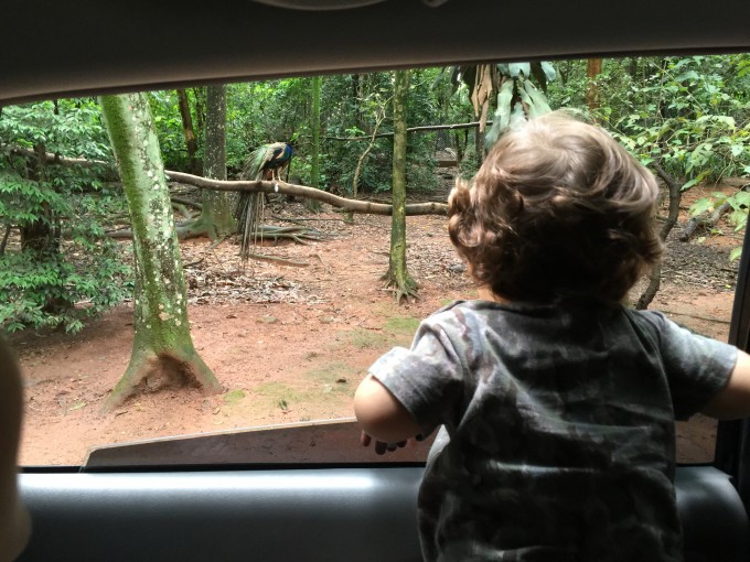 zoo safari
