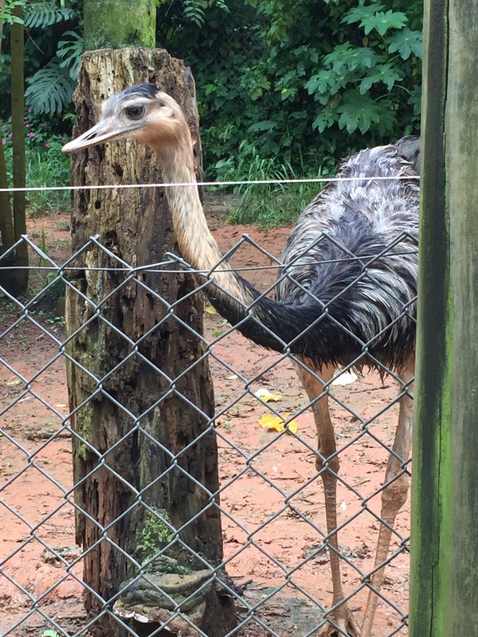 zoo safari
