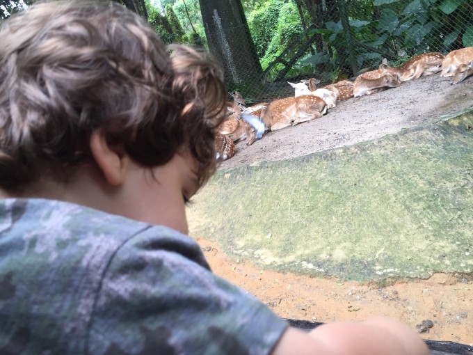 zoo safari
