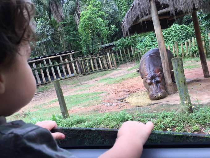 zoo safari