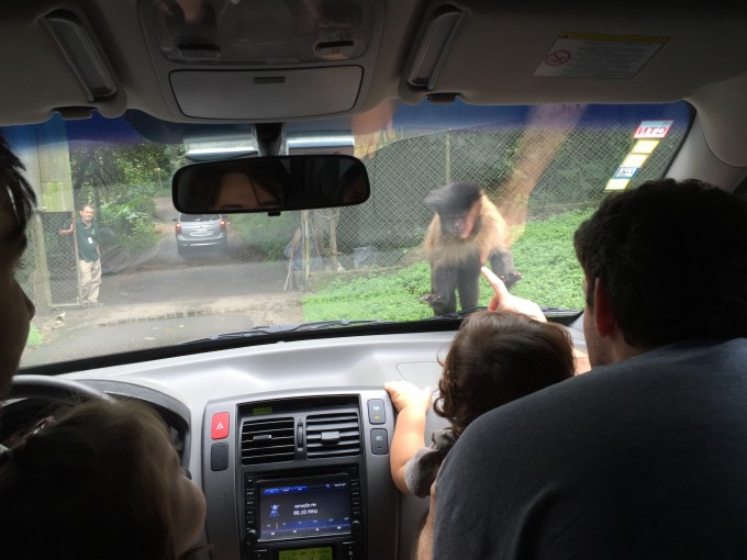 Macaco no vidro do nosso carro no zoo safari