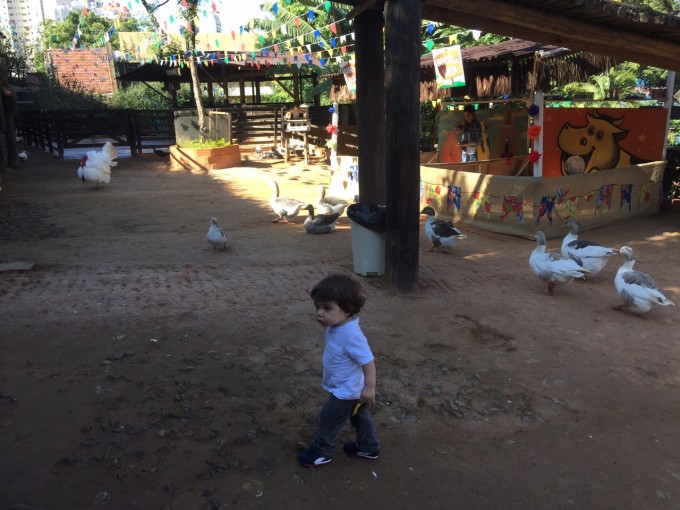 Patos, Galos e Galinhas ficam soltos pela Fazendinha