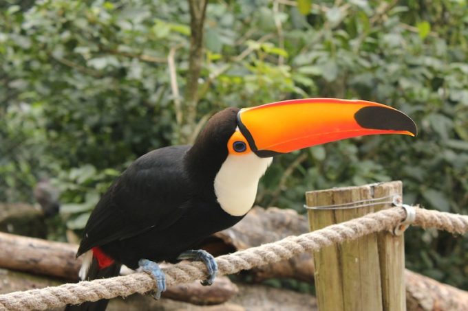 Gramado Zoo Cafe Viagem